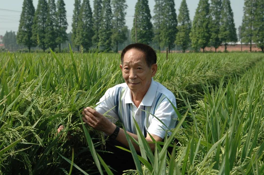 55年前，袁隆平這個"叛逆"結(jié)論，跨過"禁區(qū)"